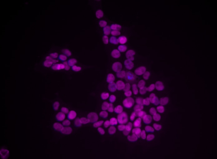 c2_Merged_NCCIT_A647_MeOH.png